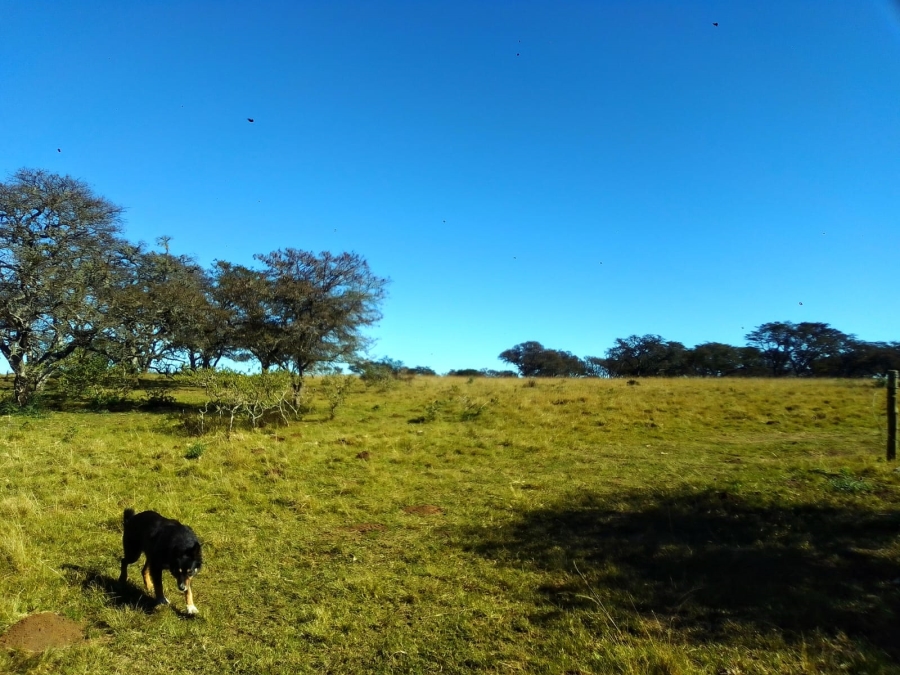 0 Bedroom Property for Sale in Stutterheim Rural Eastern Cape